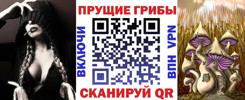 Купить где  Нолинск  Псилоцибиновые грибы Psilocybe 